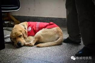 吃瓜娱乐赵小瞒导盲犬,吃瓜娱乐中的温暖瞬间